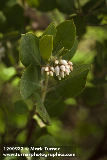 Arctostaphylos columbiana