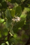 Hairy Manzanita blossoms & foliage