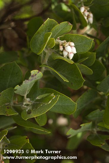 Arctostaphylos columbiana