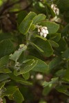 Hairy Manzanita blossoms & foliage