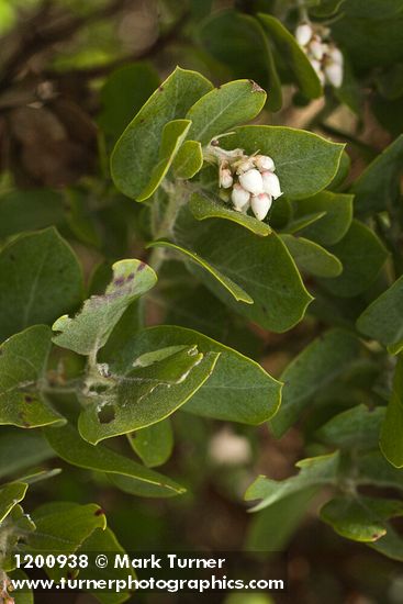 Arctostaphylos columbiana