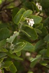 Hairy Manzanita blossoms & foliage