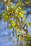 Black Cottonwood catkins & emerging foliage