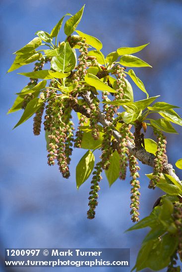 Populus trichocarpa