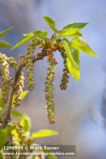 Populus trichocarpa