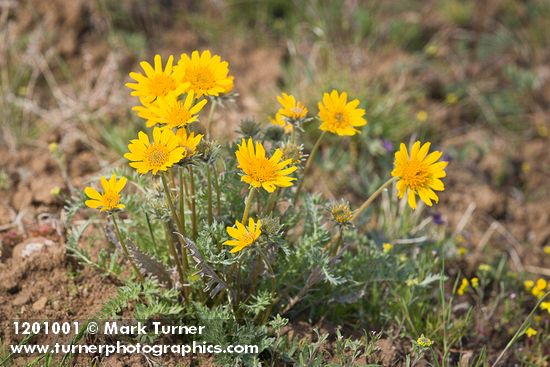 Balsamorhiza hookeri