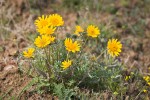 Hooker's Balsamroot