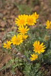 Hooker's Balsamroot