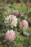 Giant-head Clover