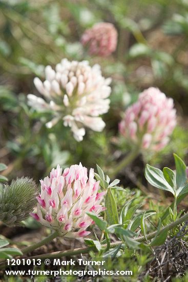 Trifolium macrocephalum