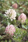 Giant-head Clover