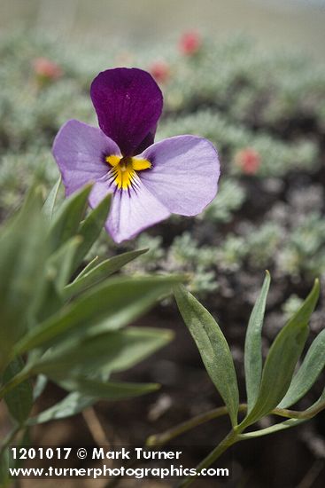 Viola trinervata
