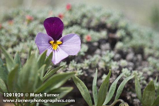 Viola trinervata