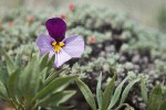 Sagebrush Violet blossom