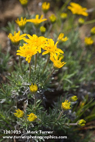 Nestotus stenophyllus (Haplopappus stenophyllus)