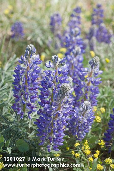 Lupinus lepidus