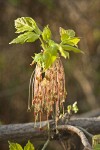 Boxelder blossoms & emerging foliage