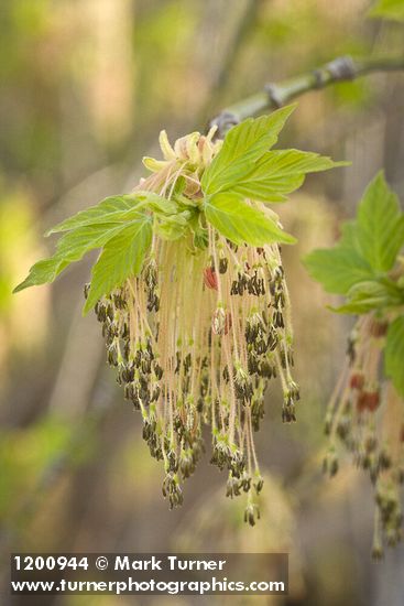 Acer negundo