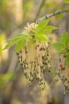 Boxelder blossoms & emerging foliage