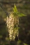 Boxelder blossoms & emerging foliage