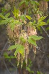 Boxelder blossoms & emerging foliage