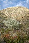 Western Serviceberry blooming below canyon walls w/ Oregon-grape fgnd