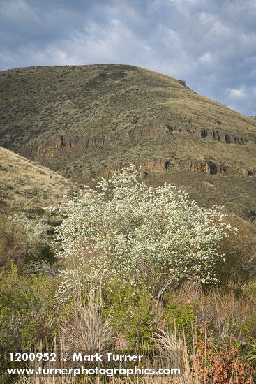 Amelanchier alnifolia