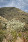 Western Serviceberry blooming below canyon walls