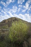 Western Serviceberry beginning to bloom below canyon walls