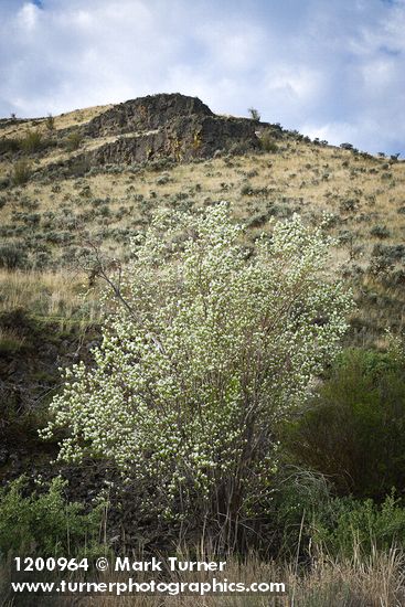 Amelanchier alnifolia