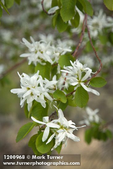 Amelanchier alnifolia