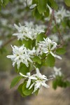 Western Serviceberry blossoms among foliage