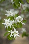 Western Serviceberry blossoms among foliage