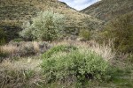 Wax Currant, Western Serviceberry on canyon floor