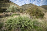 Wax Currant, Western Serviceberry on canyon floor