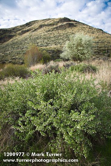 Ribes cereum; Amelanchier alnifolia