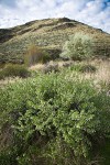 Wax Currant, Western Serviceberry on canyon floor