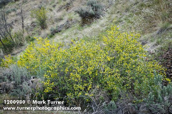 Ribes aureum