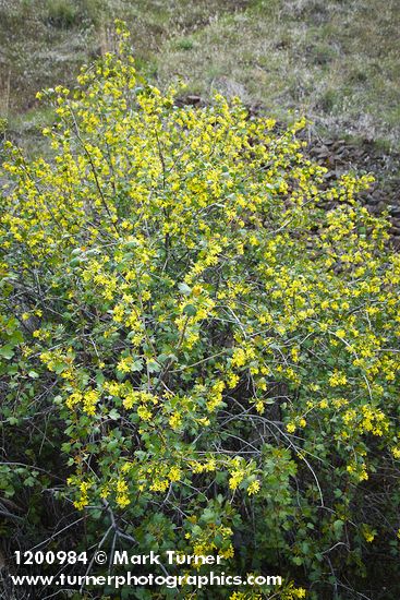 Ribes aureum