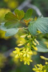 Golden Currant blossoms among foliage