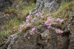 Snake River Phlox on basalt cliff