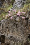 Snake River Phlox on basalt cliff