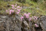 Snake River Phlox on basalt cliff