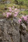 Snake River Phlox on basalt cliff