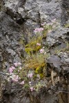 Snake River Phlox on basalt cliff