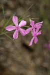 Snake River Phlox blossoms