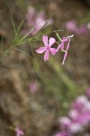 Snake River Phlox blossoms