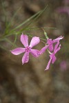 Snake River Phlox blossoms