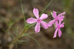 Snake River Phlox blossoms