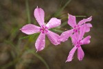 Snake River Phlox blossoms